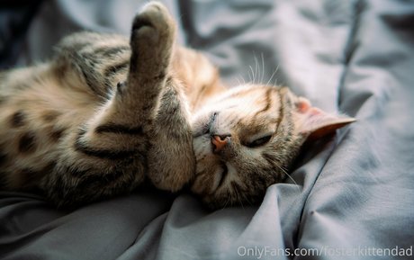 Fosterkittendad photo 53