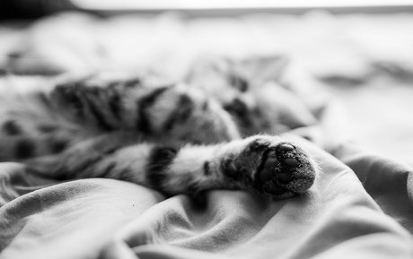 Fosterkittendad photo 54