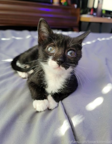 Fosterkittendad photo 57