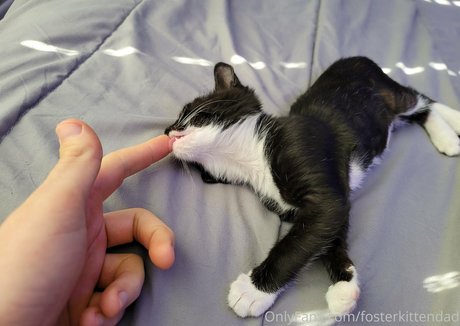 Fosterkittendad photo 58