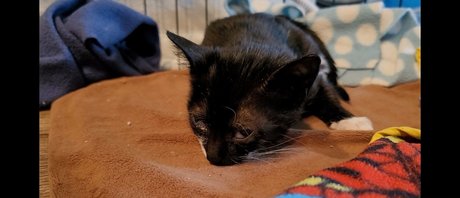 Fosterkittendad photo 59
