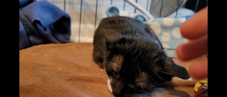 Fosterkittendad photo 60