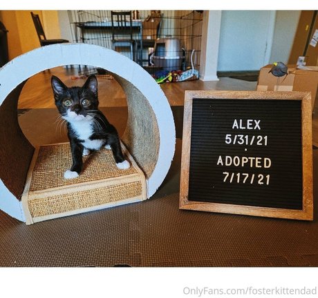 Fosterkittendad photo 61