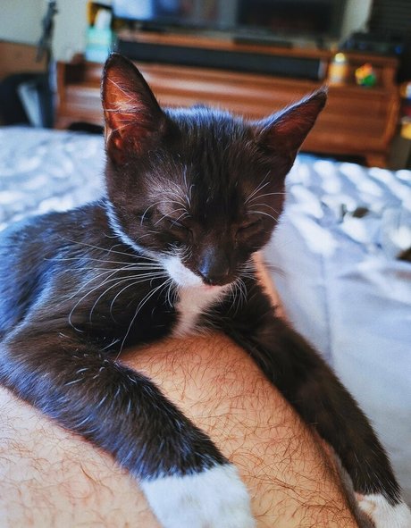 Fosterkittendad photo 62