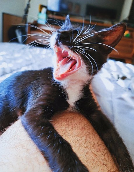 Fosterkittendad photo 63