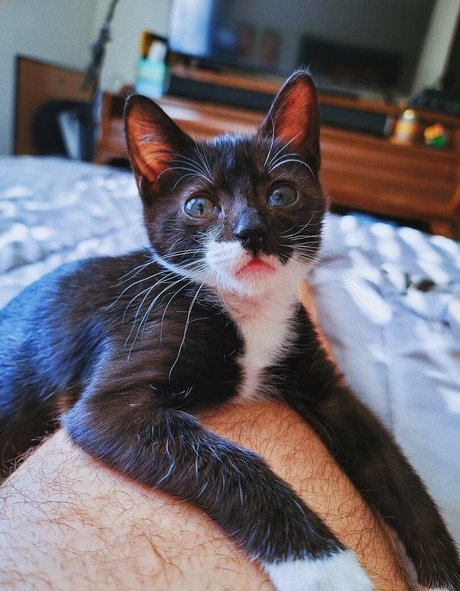 Fosterkittendad photo 64
