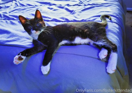 Fosterkittendad photo 65