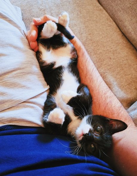 Fosterkittendad photo 67