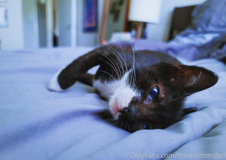 Fosterkittendad photo 68