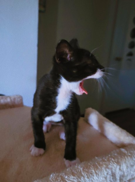 Fosterkittendad photo 69