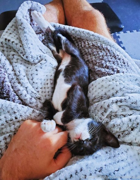Fosterkittendad photo 70