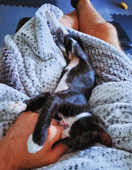 Fosterkittendad photo 71
