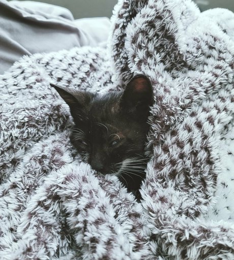 Fosterkittendad photo 73