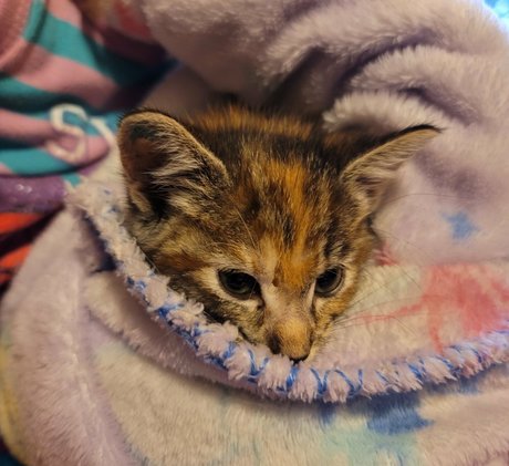Fosterkittendad photo 75