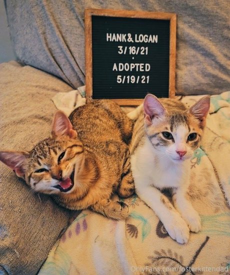 Fosterkittendad photo 77