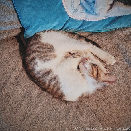 Fosterkittendad photo 80