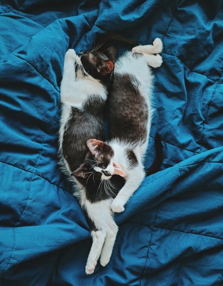 Fosterkittendad photo 81