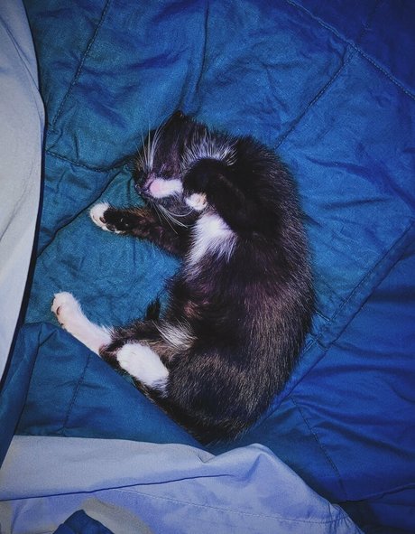Fosterkittendad photo 83