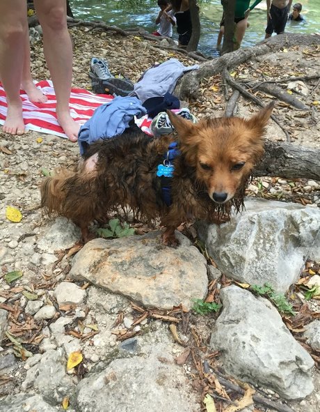 Iliza Shlesinger photo 139