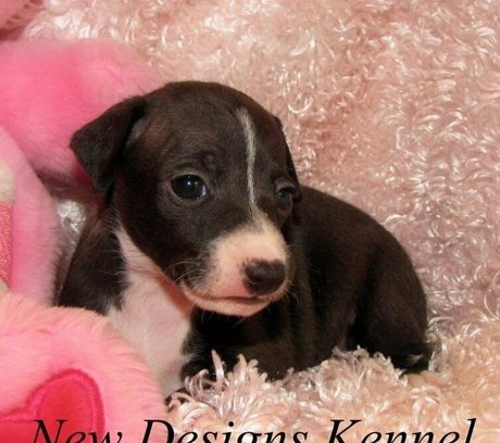 Jizzgooglezmfc photo 55