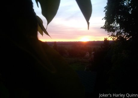 Jokers-free photo 72