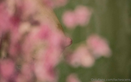 Lactescens photo 10