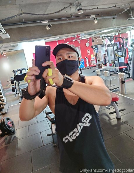 Largedogcollar photo 8