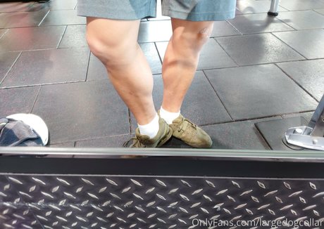 Largedogcollar photo 9