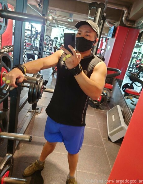 Largedogcollar photo 13