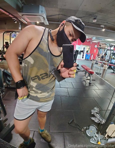 Largedogcollar photo 19