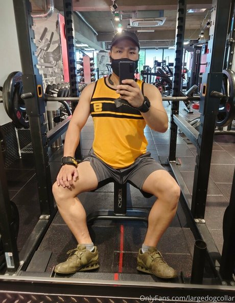 Largedogcollar photo 25