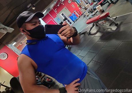 Largedogcollar photo 26