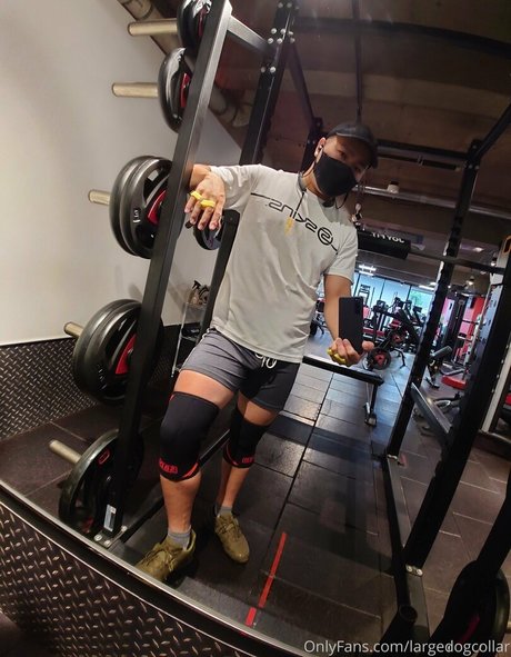 Largedogcollar photo 28