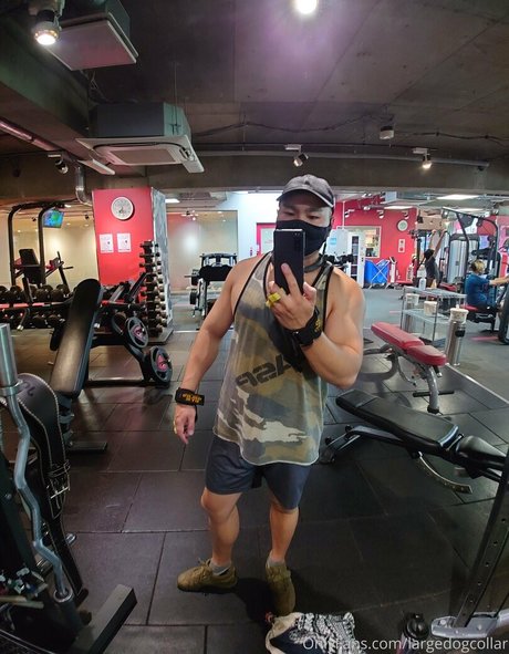 Largedogcollar photo 37