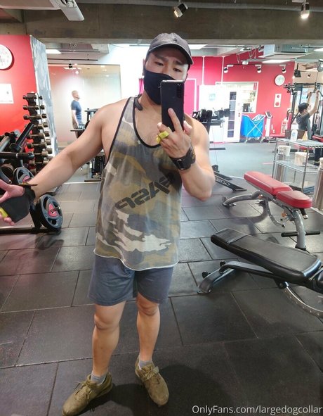 Largedogcollar photo 38