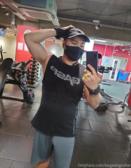 Largedogcollar photo 39