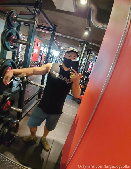 Largedogcollar photo 41