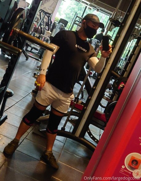 Largedogcollar photo 42