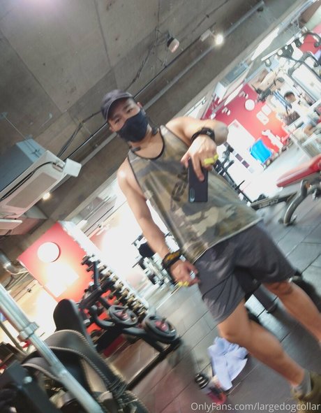 Largedogcollar photo 52