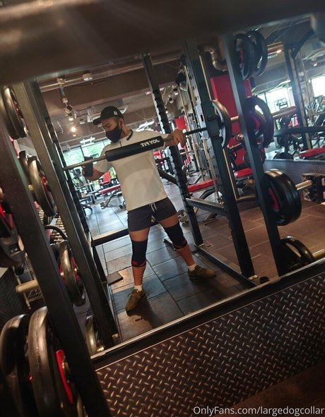 Largedogcollar photo 56