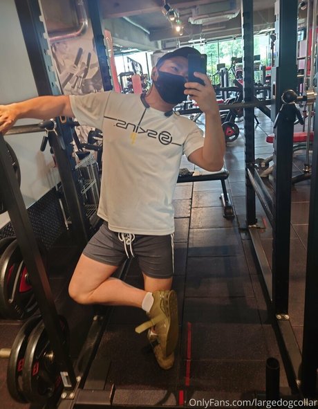 Largedogcollar photo 57