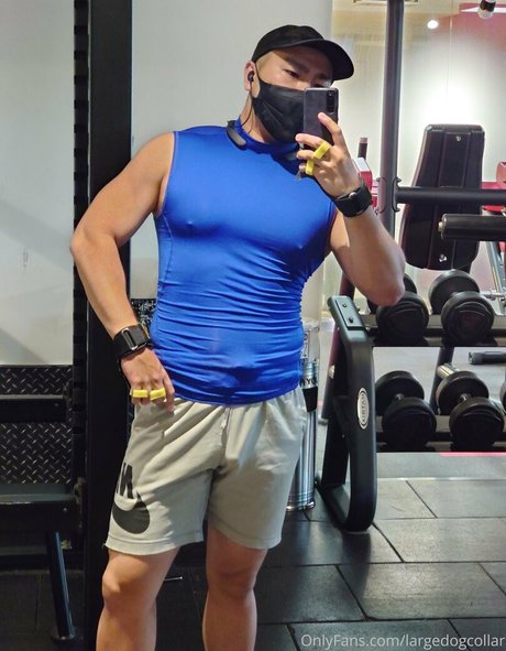 Largedogcollar photo 61