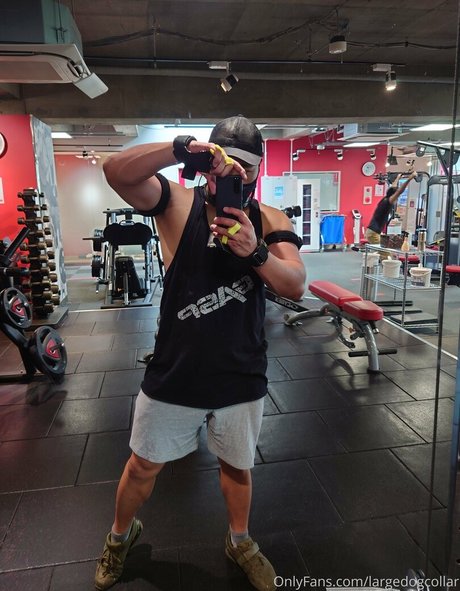 Largedogcollar photo 64