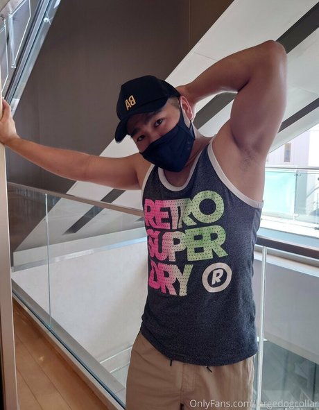 Largedogcollar photo 72