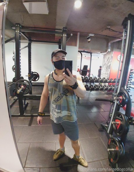 Largedogcollar photo 78