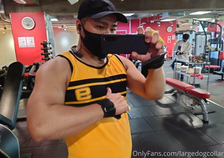 Largedogcollar photo 82