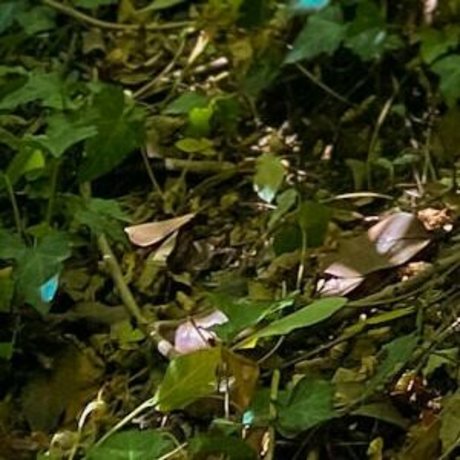 Loreemariavip photo 21