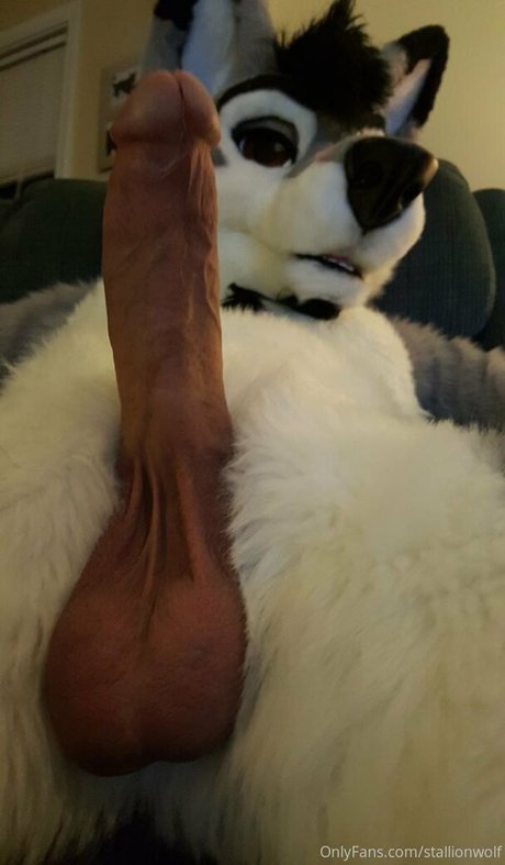 Stallionwolf photo 33