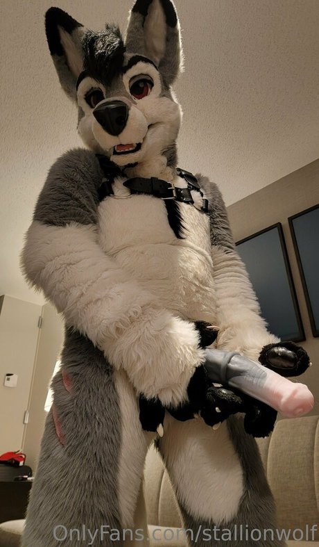 Stallionwolf photo 39