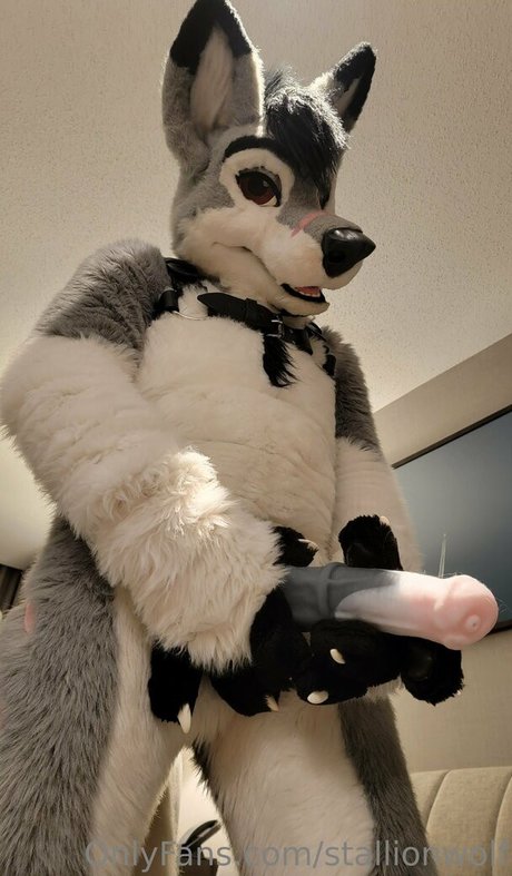 Stallionwolf photo 42